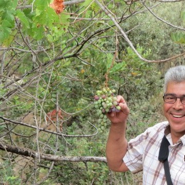 Boualem Daoudi